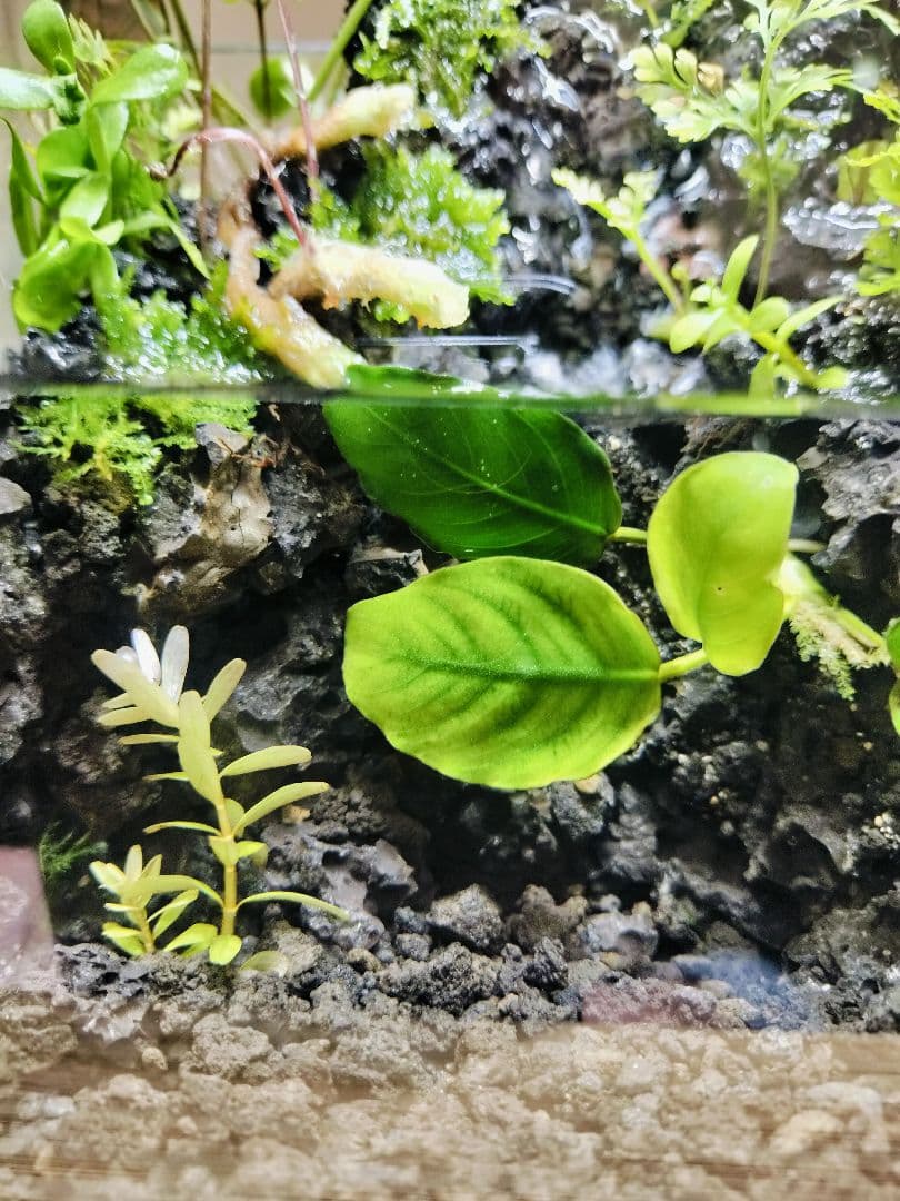【rii】アクアテラリウム完成品_滝の流れる15cmキューブ水槽