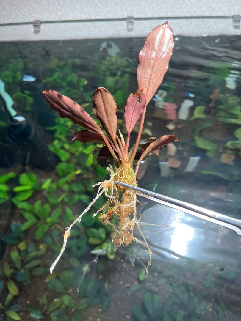 水草 Bucephalandra sp Red Ulysses