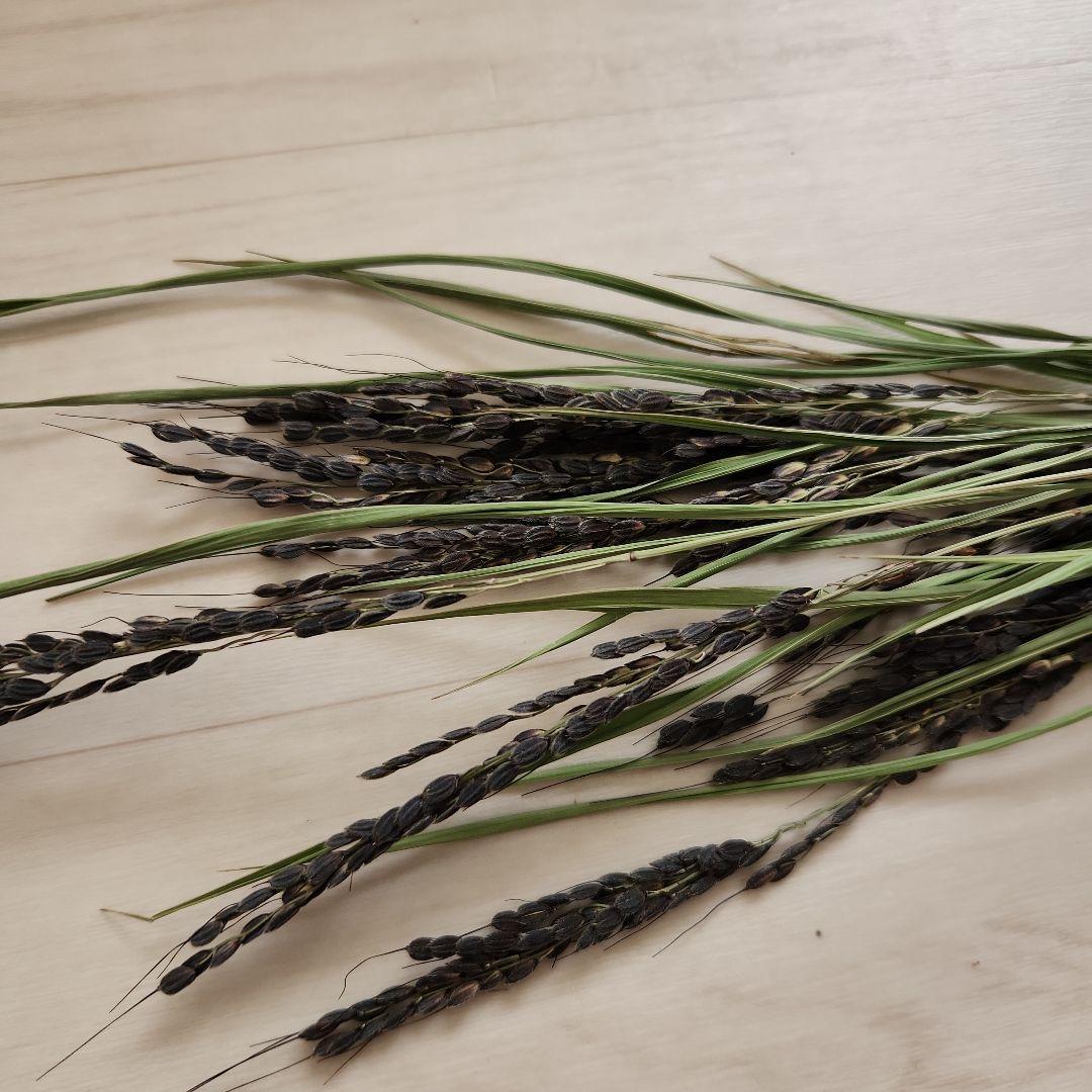 のりちゃん様ご注文ページ【m19】山形県産　古代米　しめ縄土台　6点