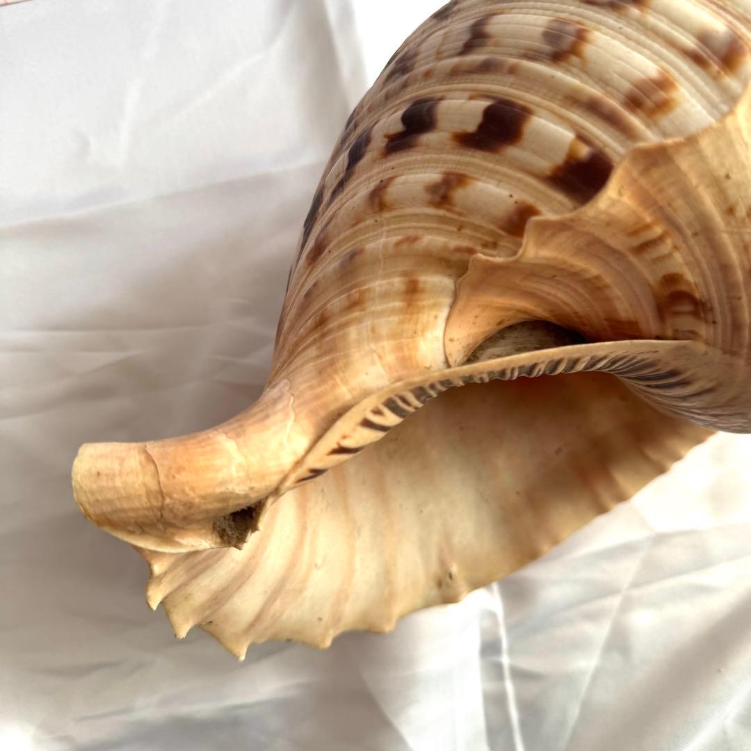 お値下げ　ホラガイ　法螺貝 超特大 約38cmホラ貝 ほら貝 インテリア　置物