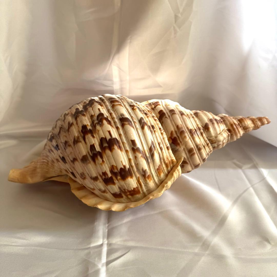 お値下げ　ホラガイ　法螺貝 超特大 約38cmホラ貝 ほら貝 インテリア　置物