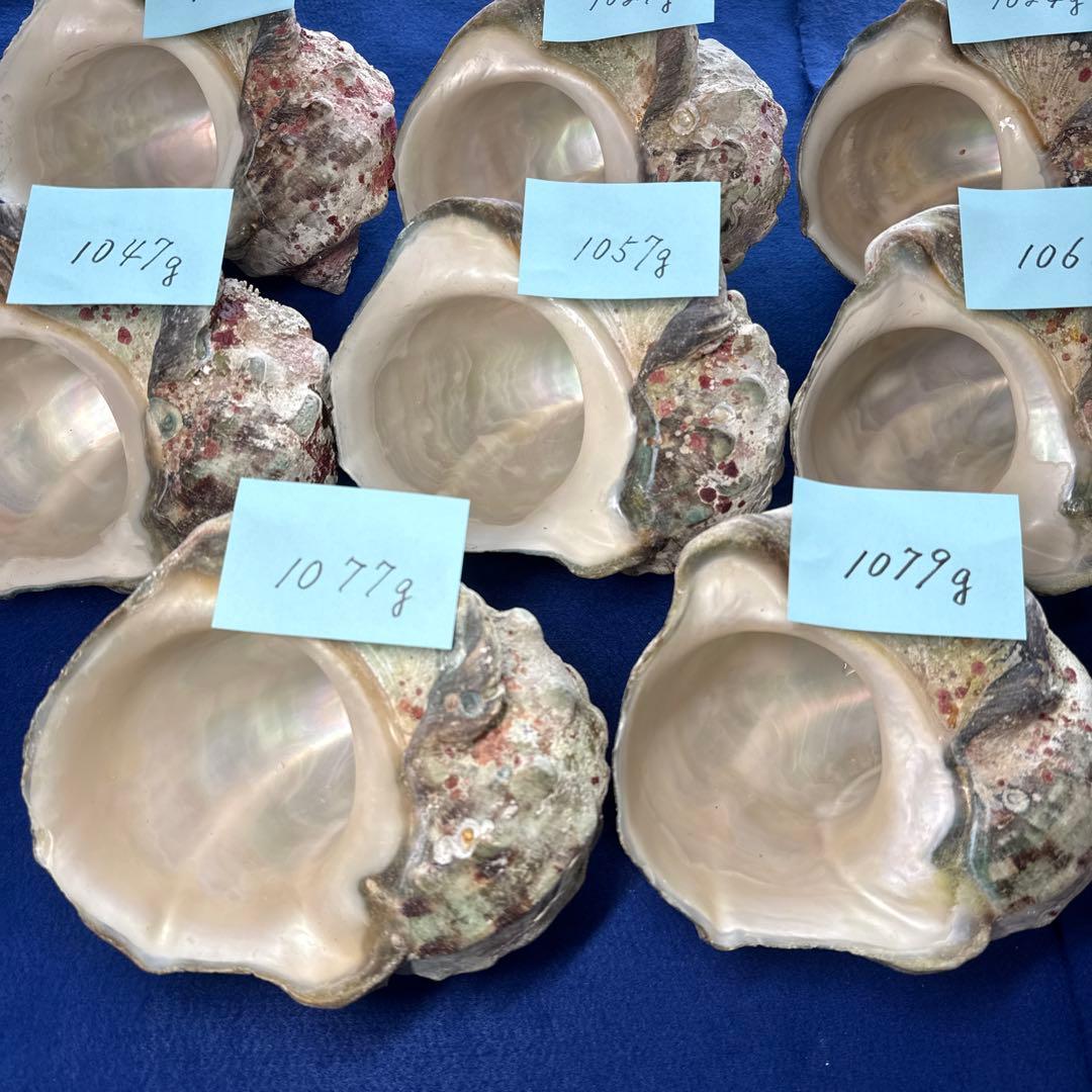 大型夜光貝　ヤコウ貝　まとめ売り　14個　　　14、7kg アクセサリー　ルアー