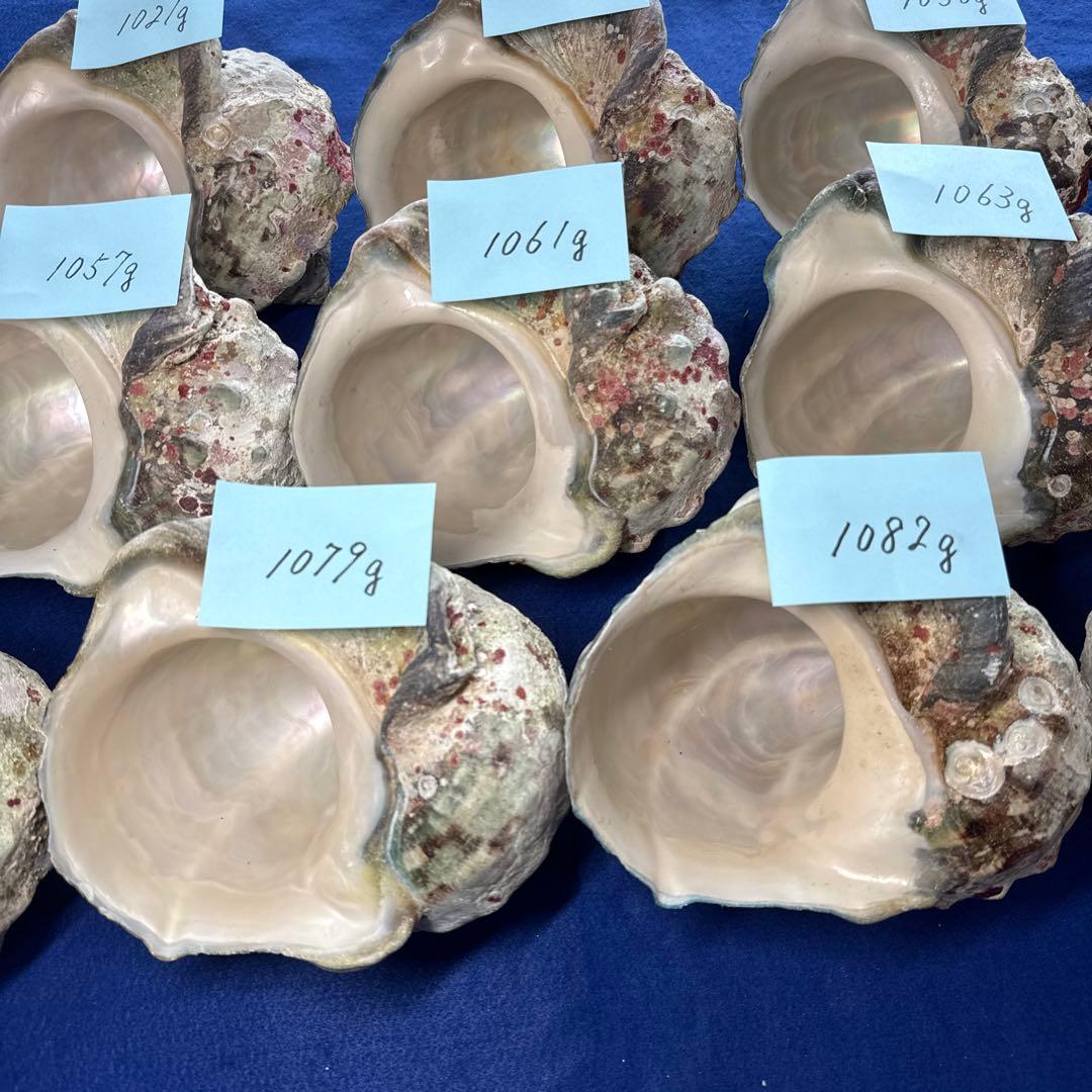 大型夜光貝　ヤコウ貝　まとめ売り　14個　　　14、7kg アクセサリー　ルアー