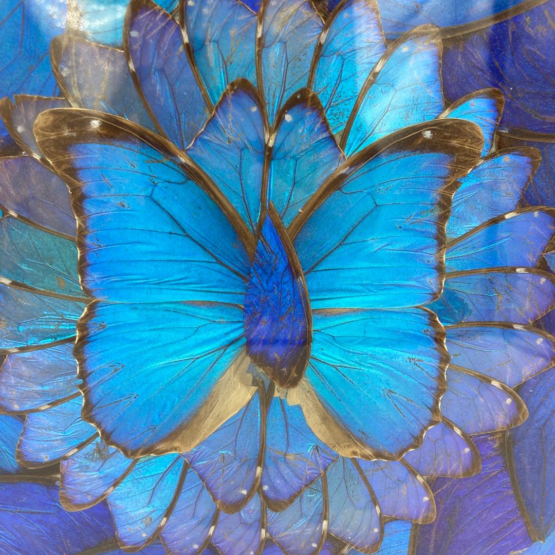 【レア】　モルフォ蝶　アート　標本　芸術　コレクション　海外　美術　絵　昆虫　⑥