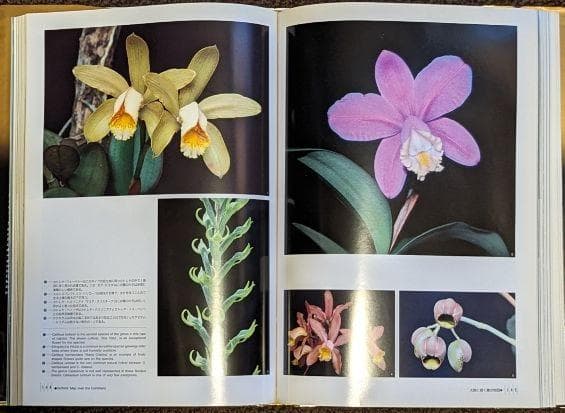 蘭の王国　ブラジル大紀行