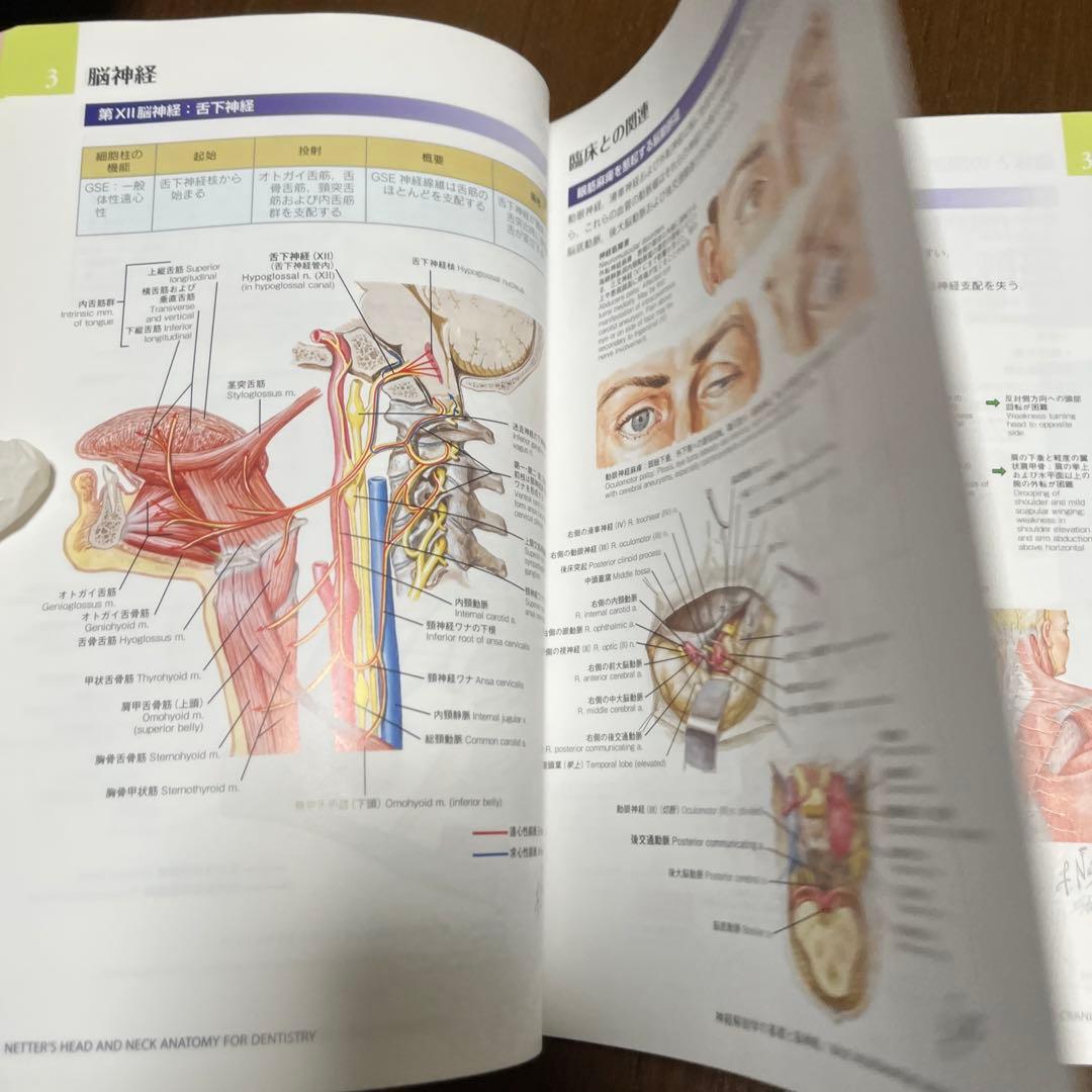 ネッター頭頸部・口腔顎顔面の臨床解剖学アトラス