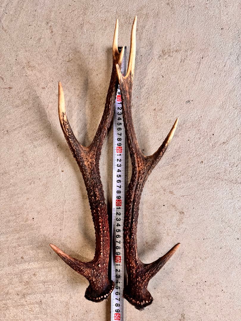 日本鹿の角 5対(10本セット ) No.1