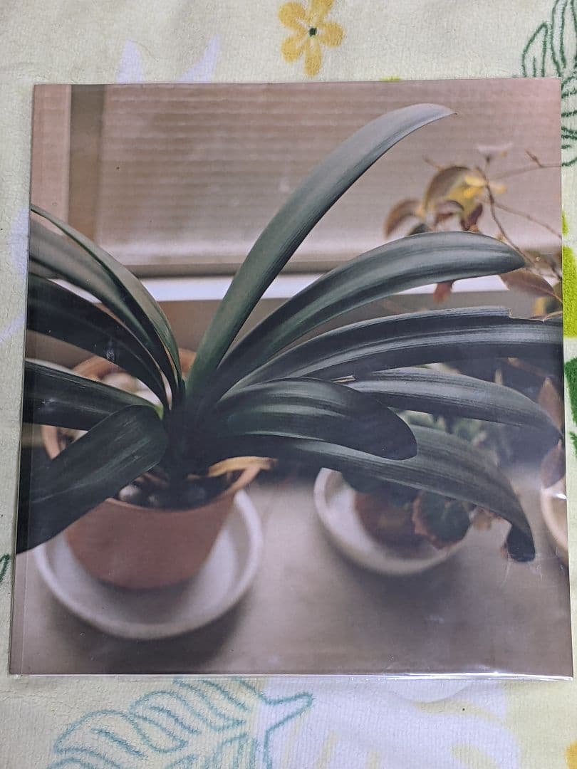 h*様 佐内正史 第１写真集「 生きている 」1997年 初版本