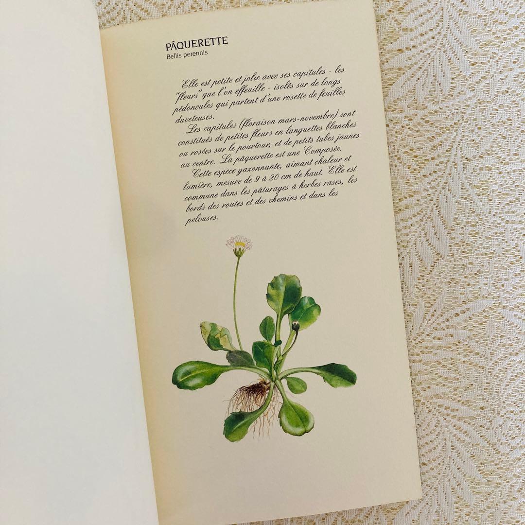 洋書　古書　フランスの植物図鑑　淡くやさしい水彩画♡　野の花　ハーブ
