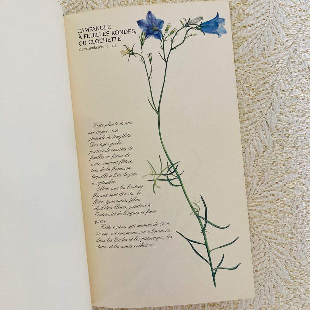 洋書　古書　フランスの植物図鑑　淡くやさしい水彩画♡　野の花　ハーブ