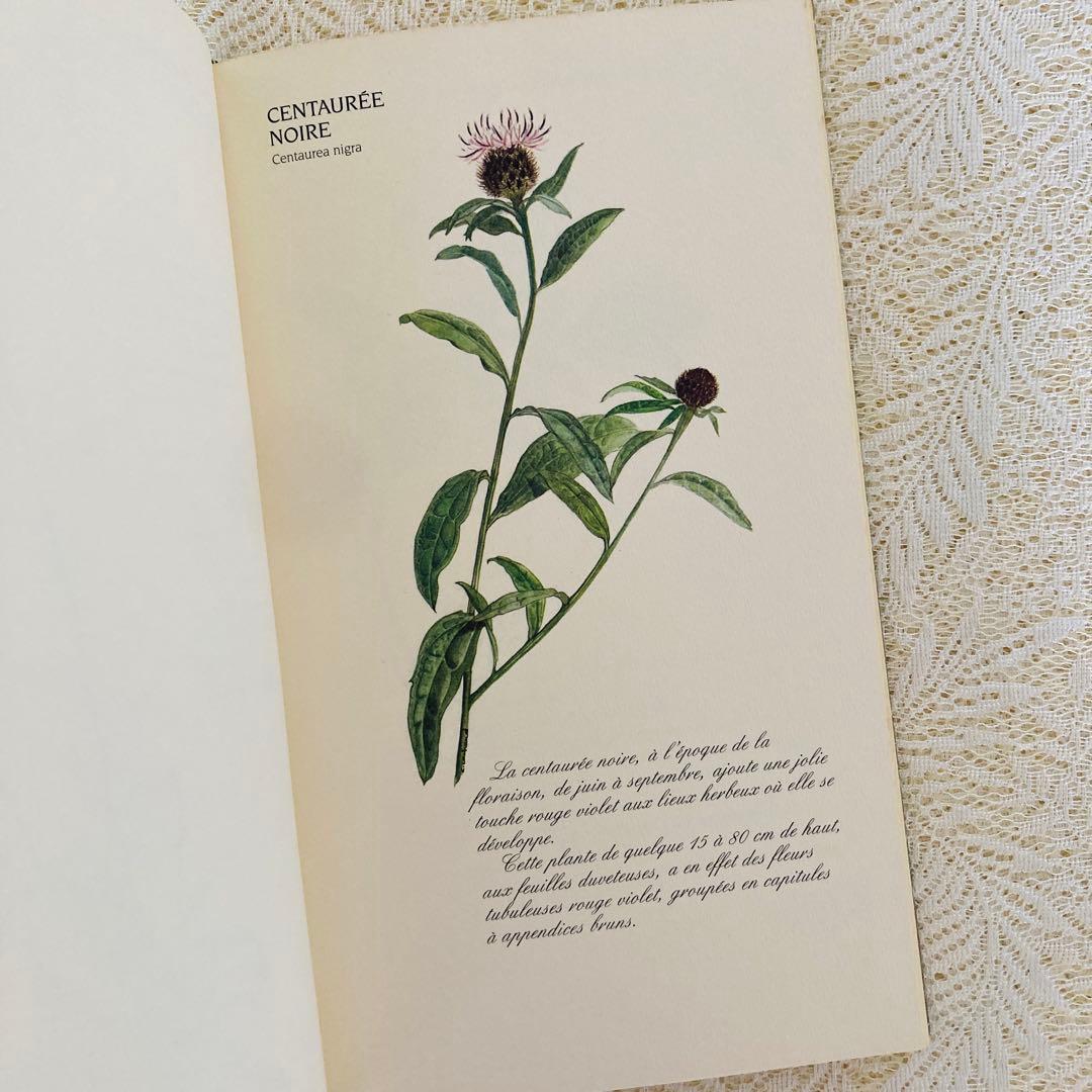 洋書　古書　フランスの植物図鑑　淡くやさしい水彩画♡　野の花　ハーブ