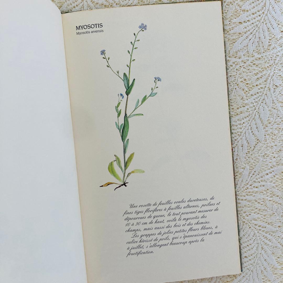 洋書　古書　フランスの植物図鑑　淡くやさしい水彩画♡　野の花　ハーブ
