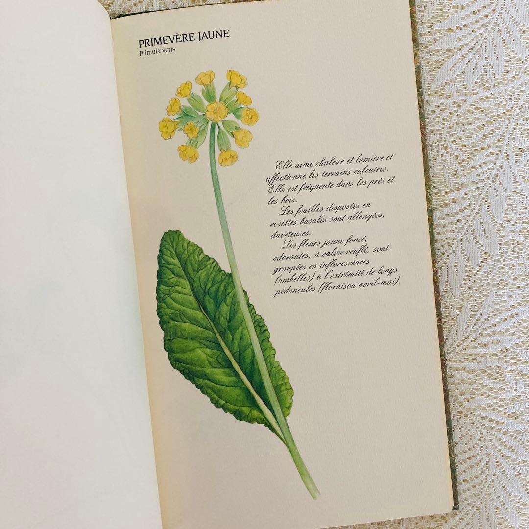 洋書　古書　フランスの植物図鑑　淡くやさしい水彩画♡　野の花　ハーブ