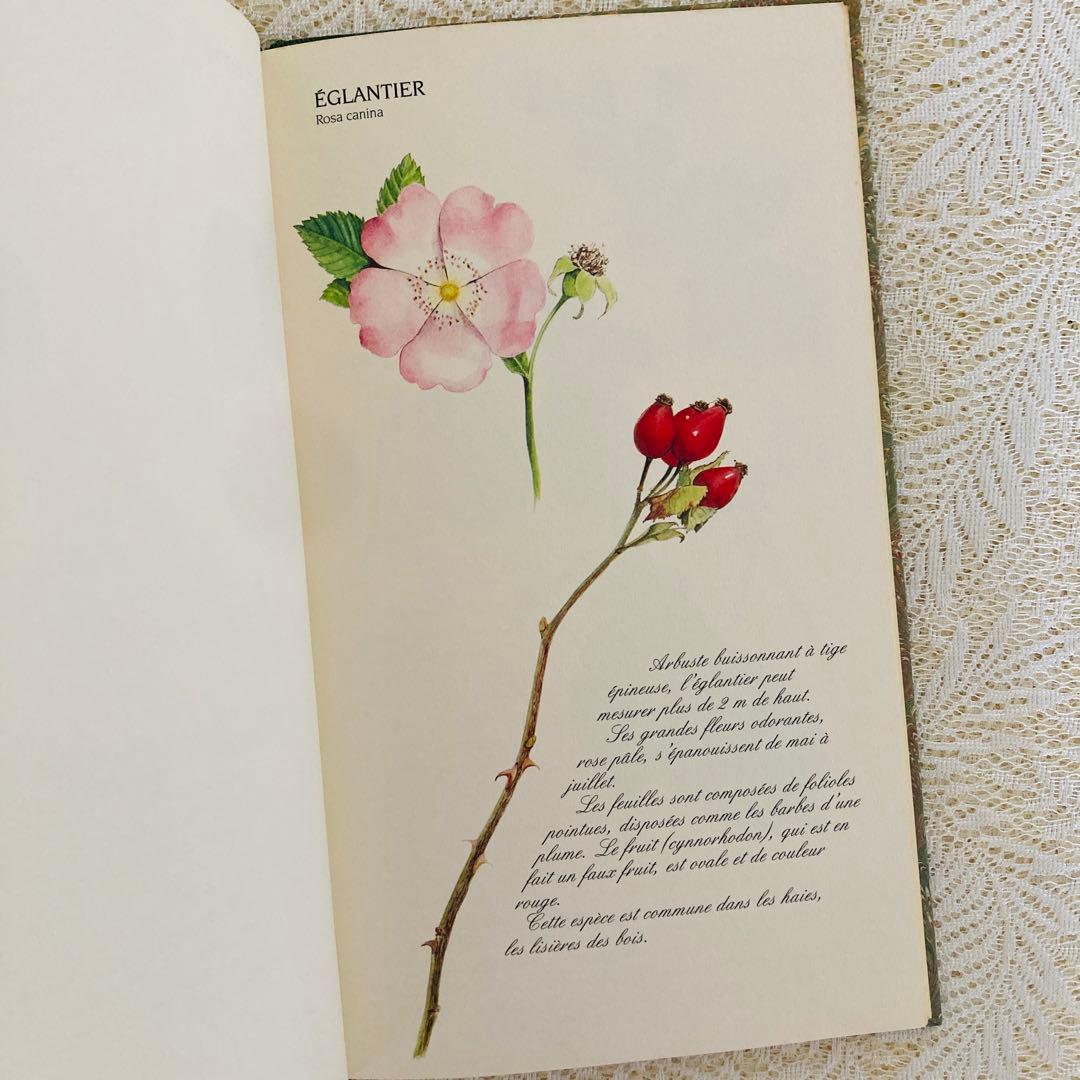 洋書　古書　フランスの植物図鑑　淡くやさしい水彩画♡　野の花　ハーブ