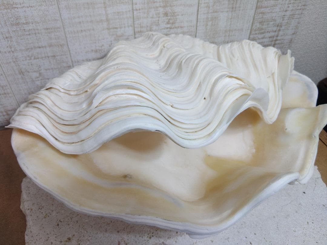 ☆オオシャコガイ☆　激レア沖縄産！