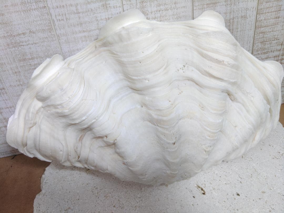 ☆オオシャコガイ☆　激レア沖縄産！