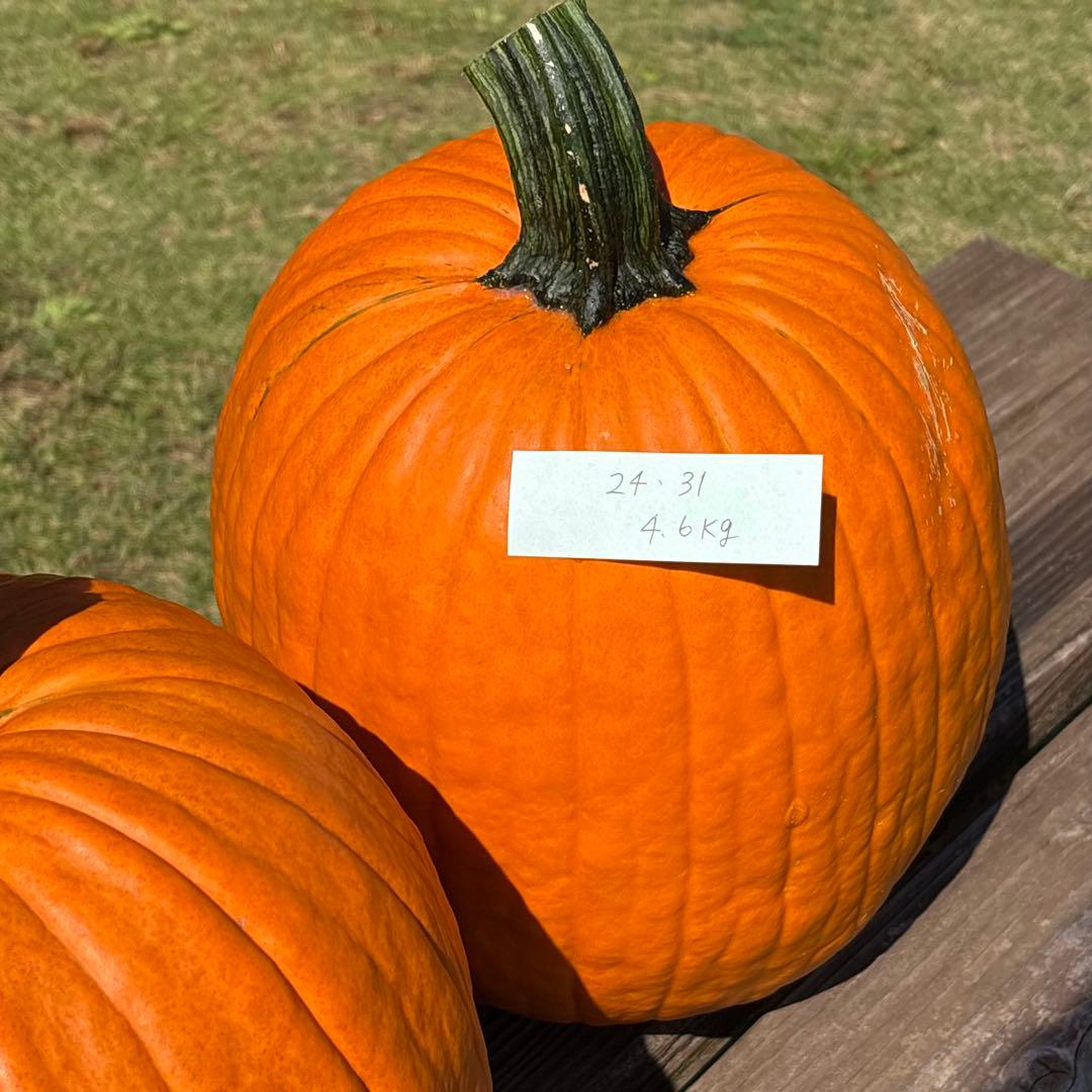 【みかんその4】ハロウィンかぼちゃ　本物