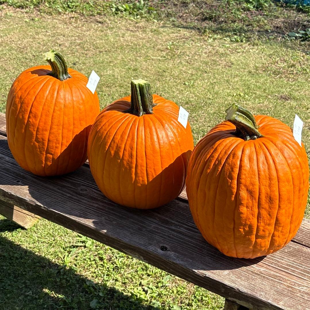 【みかんその4】ハロウィンかぼちゃ　本物