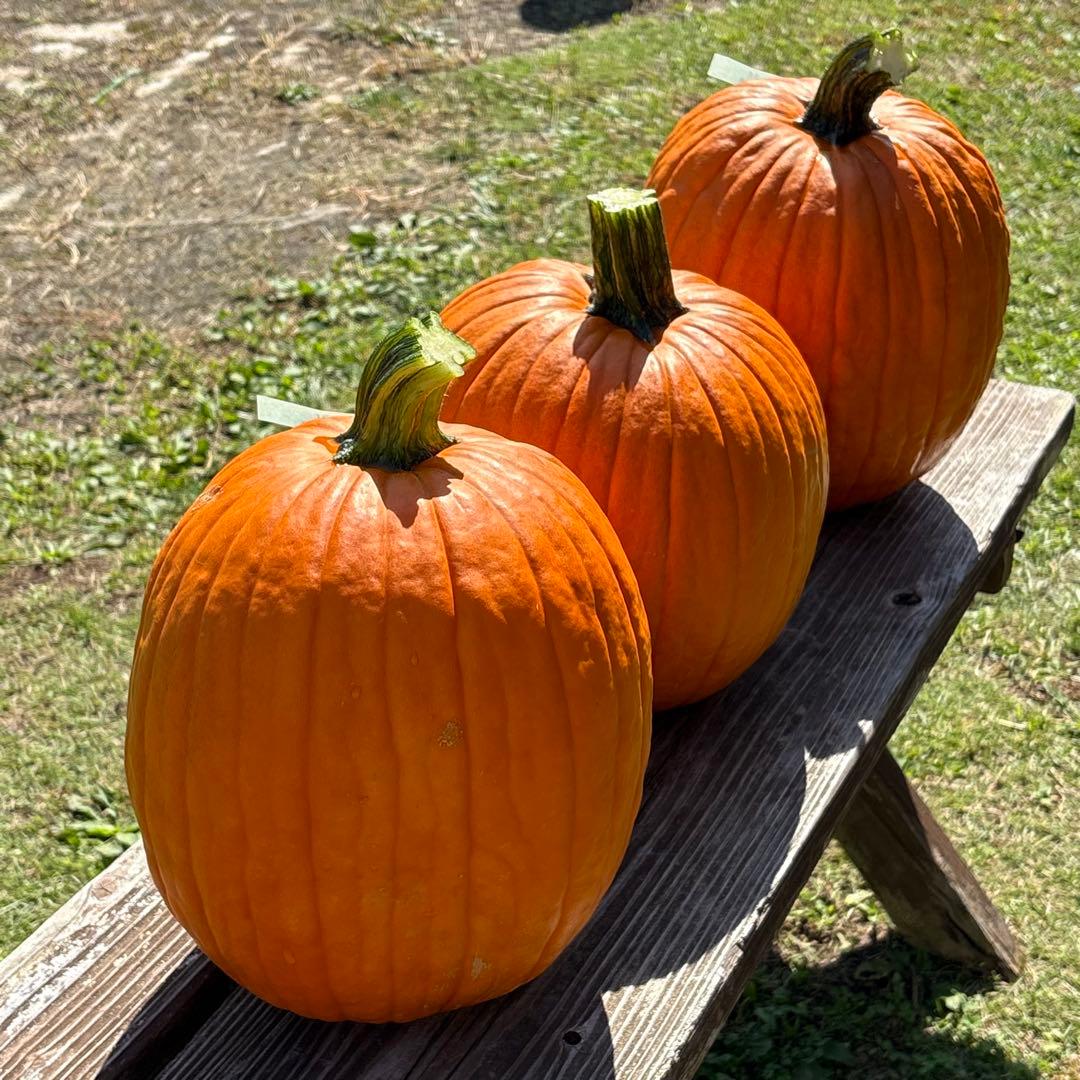 【みかんその4】ハロウィンかぼちゃ　本物