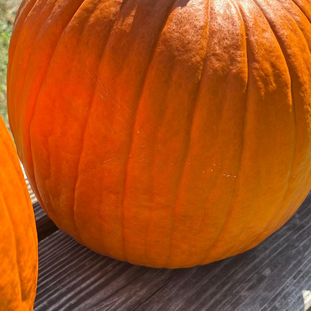 【みかんその4】ハロウィンかぼちゃ　本物