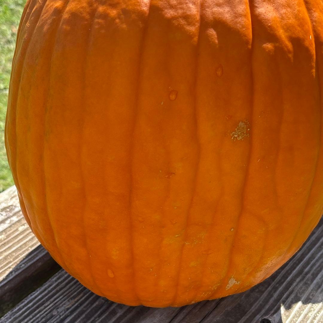 【みかんその4】ハロウィンかぼちゃ　本物