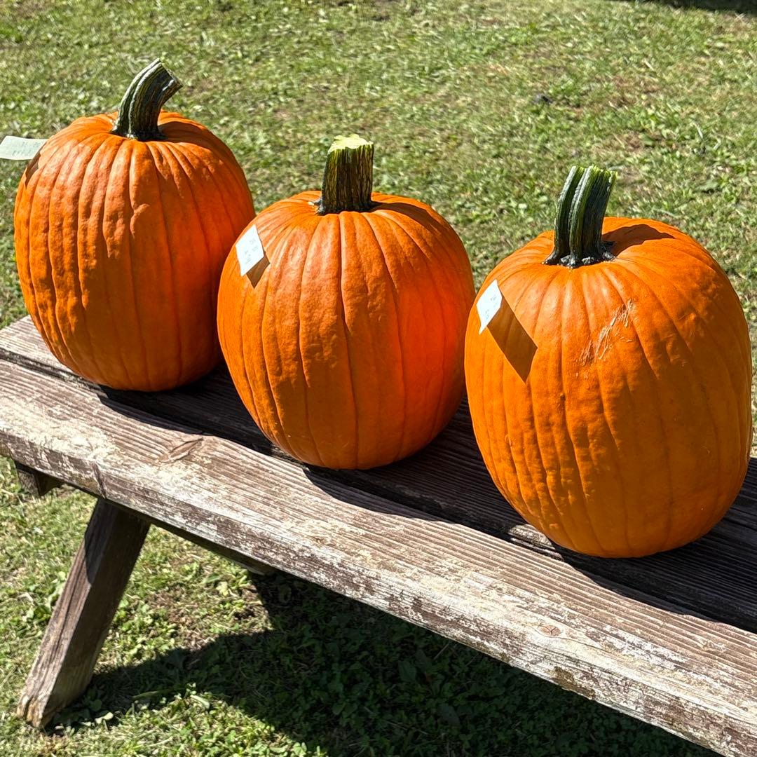 【みかんその4】ハロウィンかぼちゃ　本物