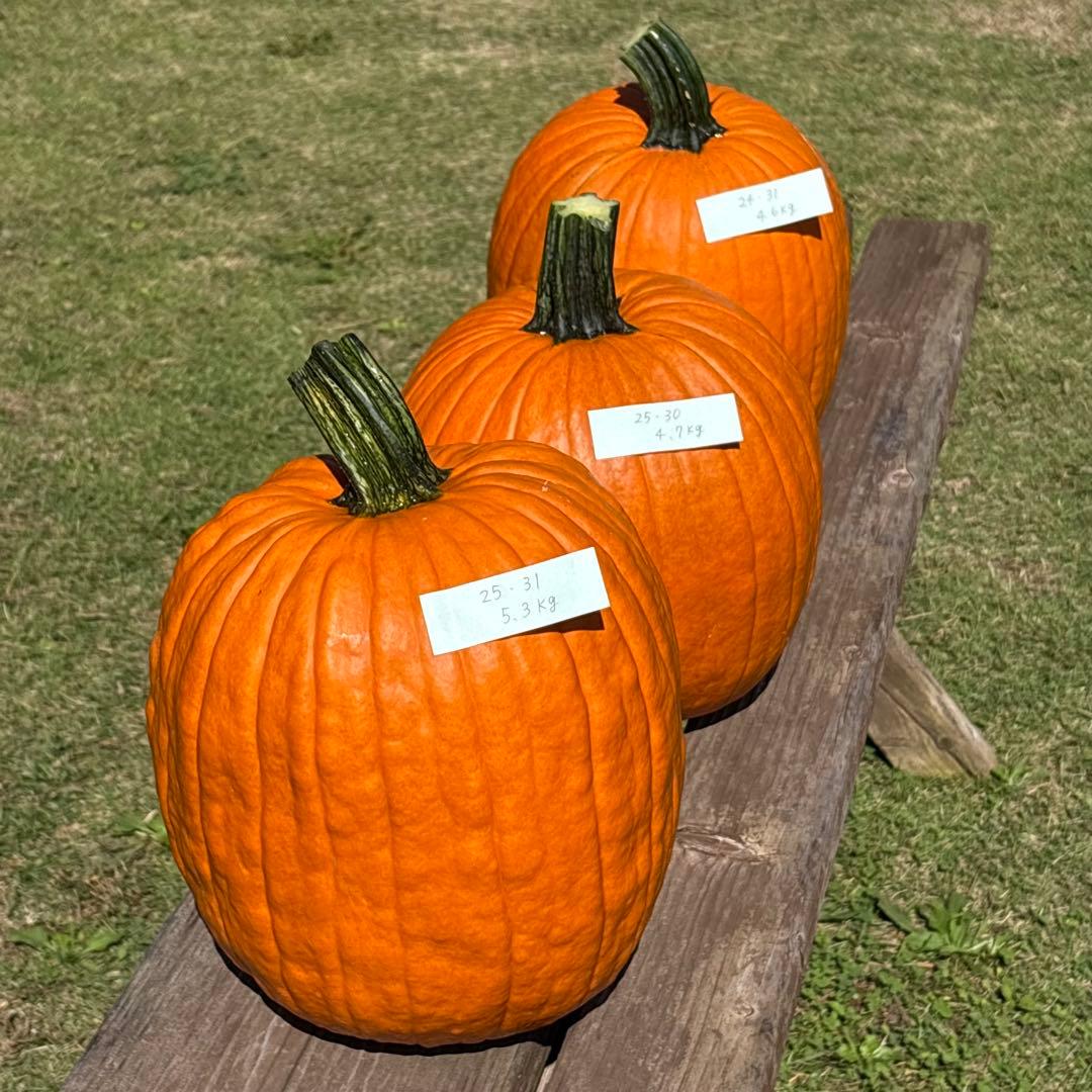 【みかんその4】ハロウィンかぼちゃ　本物