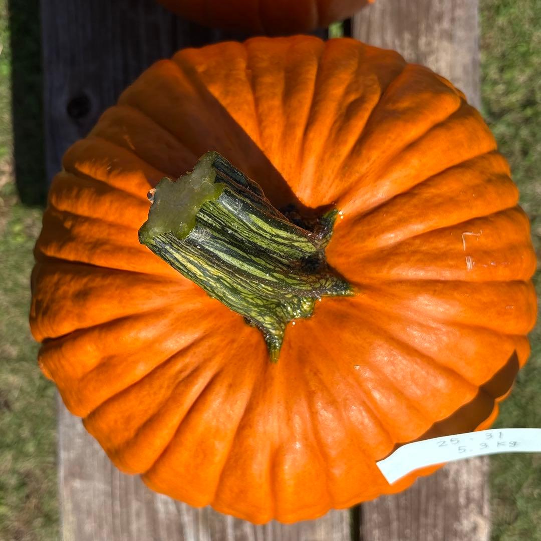 【みかんその4】ハロウィンかぼちゃ　本物