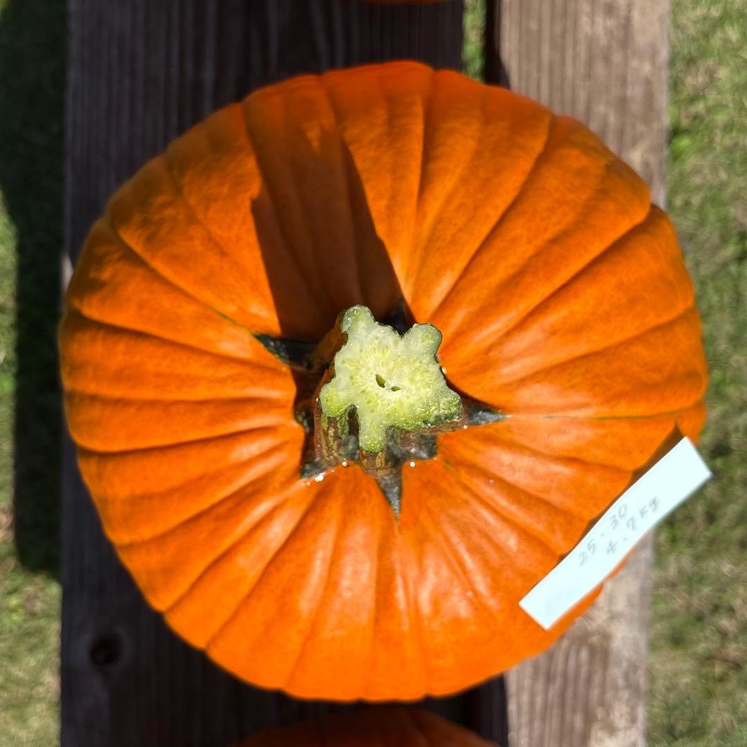 【みかんその4】ハロウィンかぼちゃ　本物