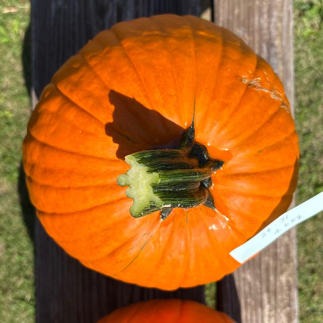 【みかんその4】ハロウィンかぼちゃ　本物