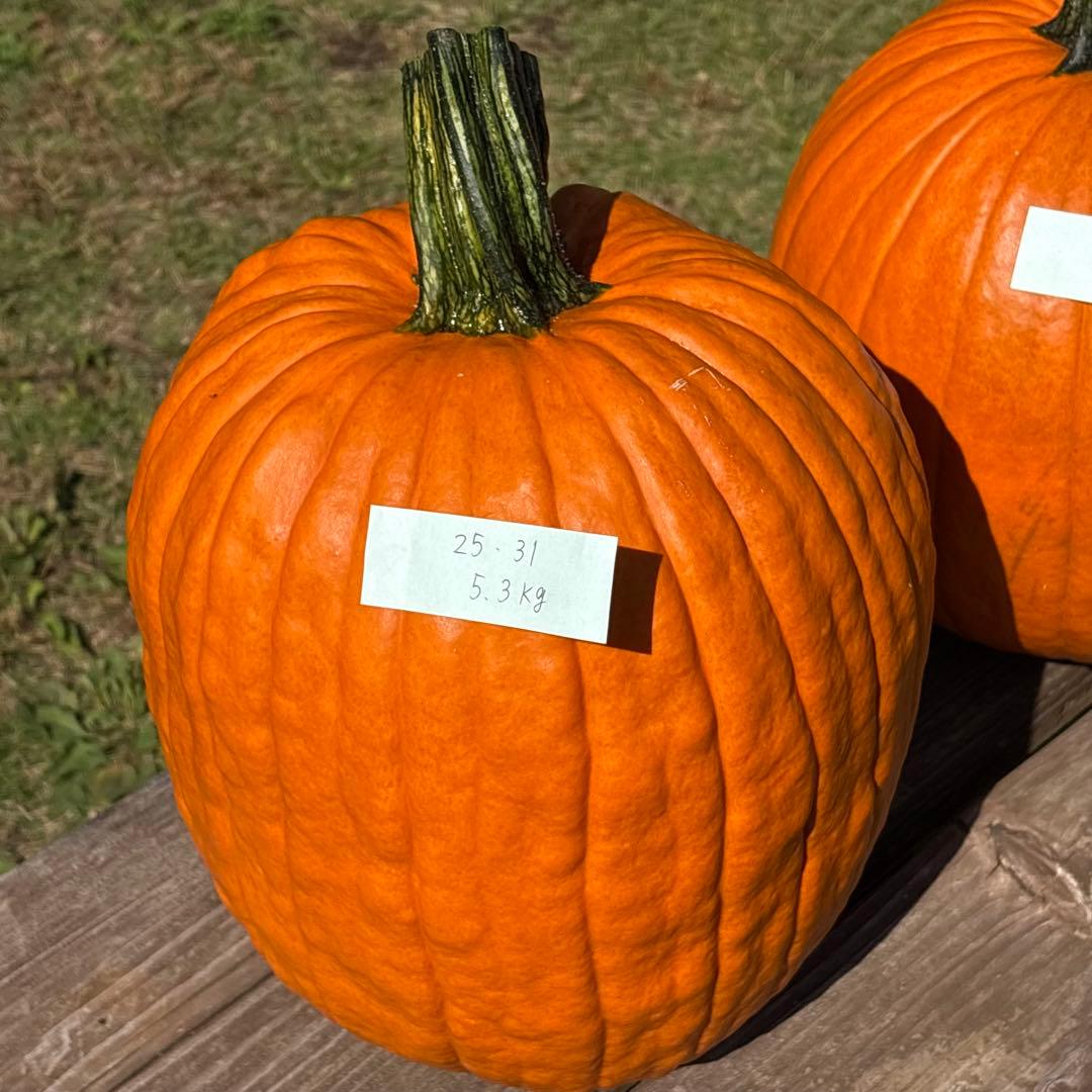【みかんその4】ハロウィンかぼちゃ　本物