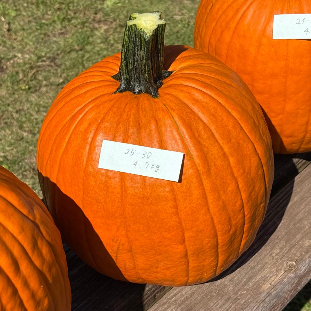 【みかんその4】ハロウィンかぼちゃ　本物
