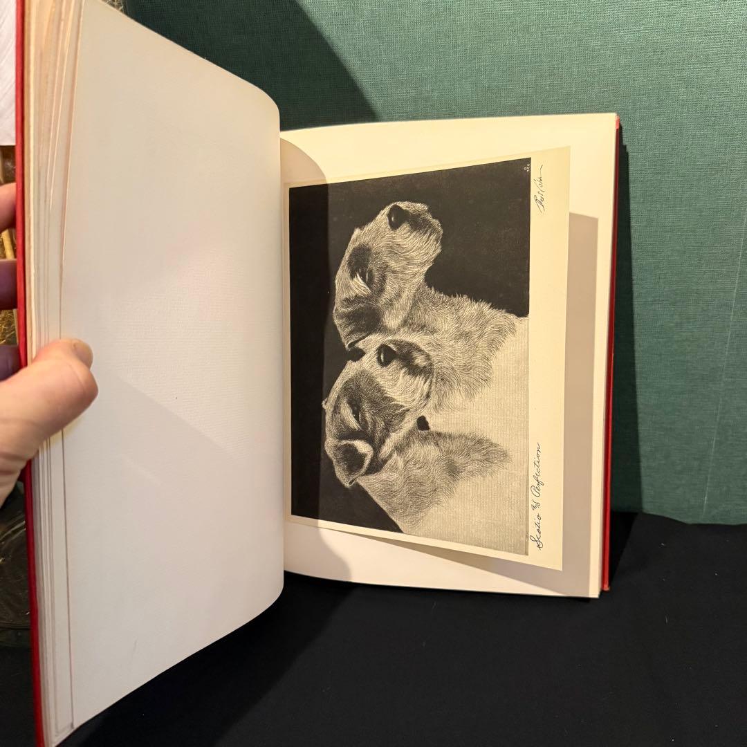 1931年出版 エッチング 犬 BERT COBB アメリカ