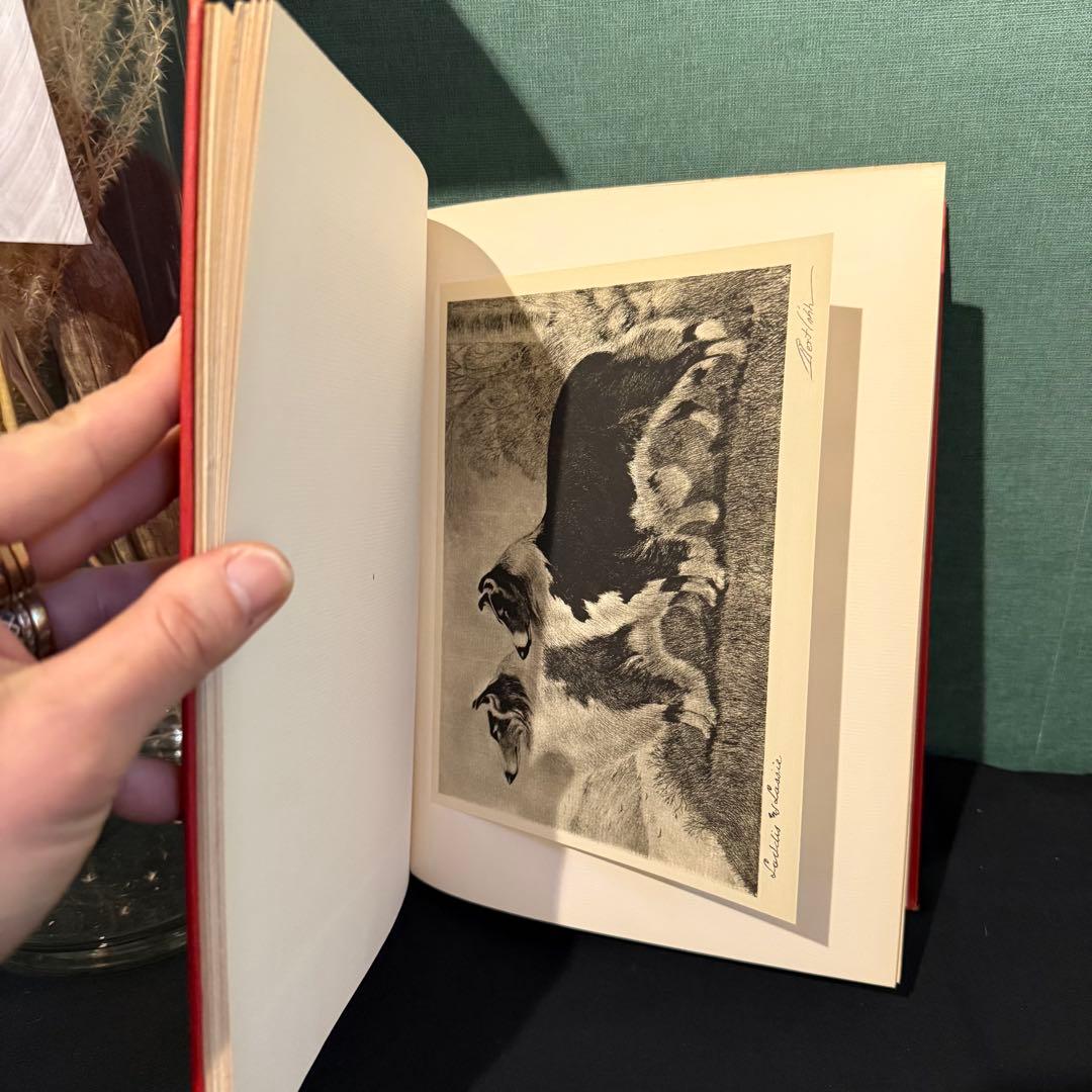 1931年出版 エッチング 犬 BERT COBB アメリカ