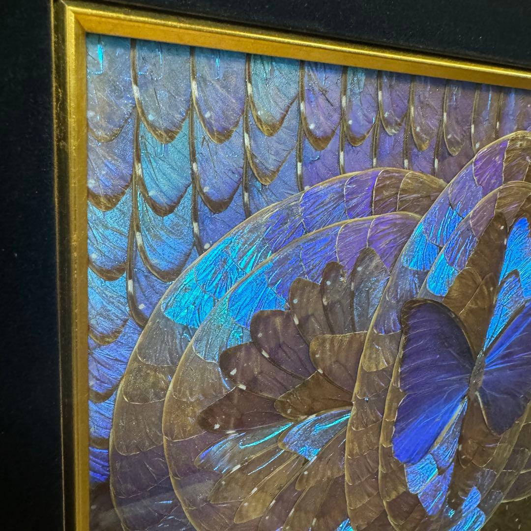 RYU【希少】額装 モルフォ蝶 羽絵 アート アンティーク インテリア
