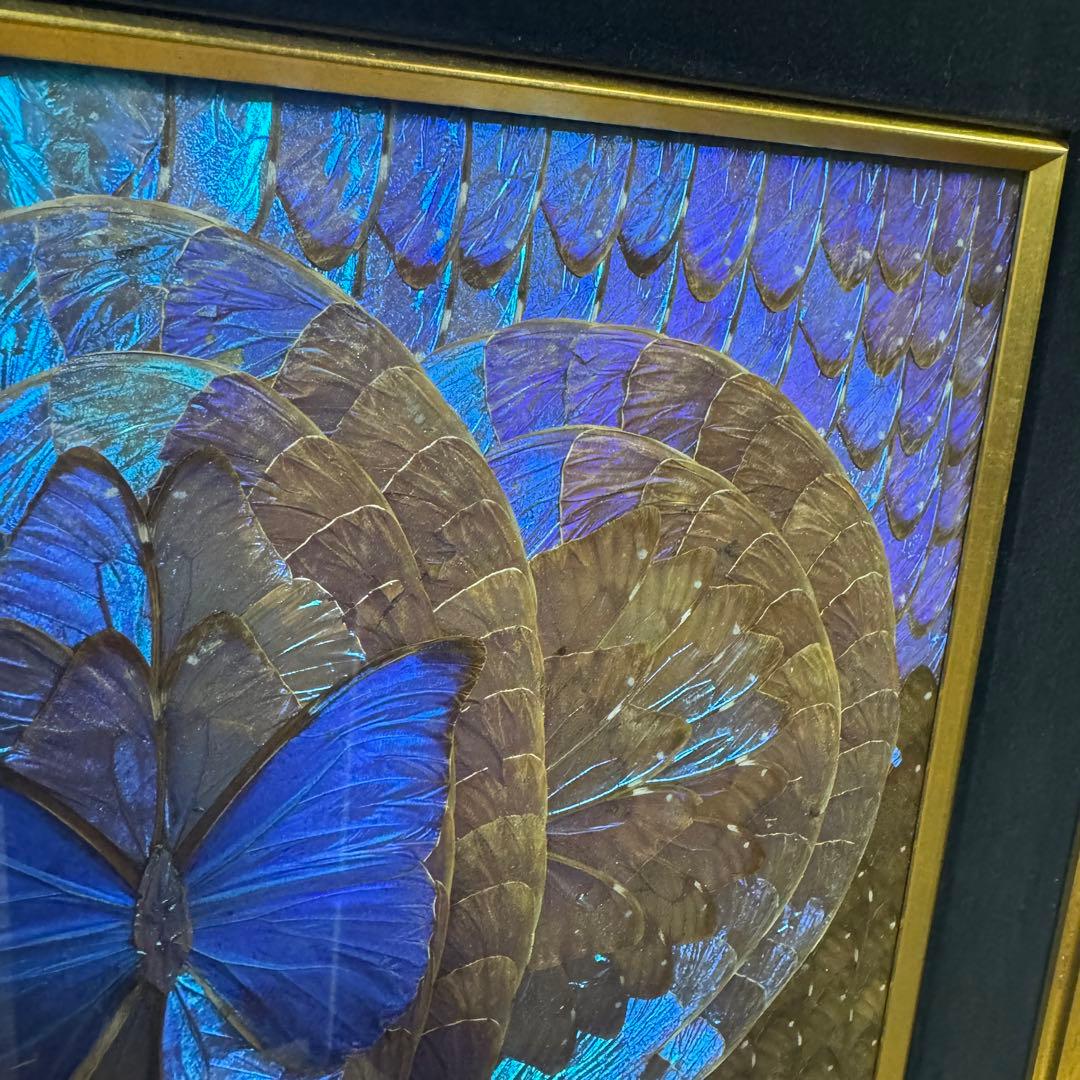 RYU【希少】額装 モルフォ蝶 羽絵 アート アンティーク インテリア