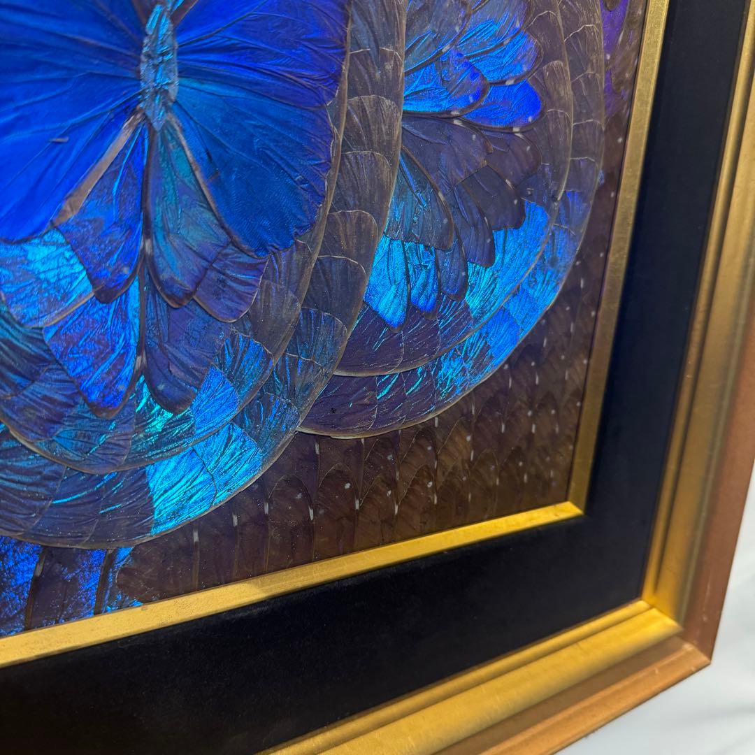RYU【希少】額装 モルフォ蝶 羽絵 アート アンティーク インテリア