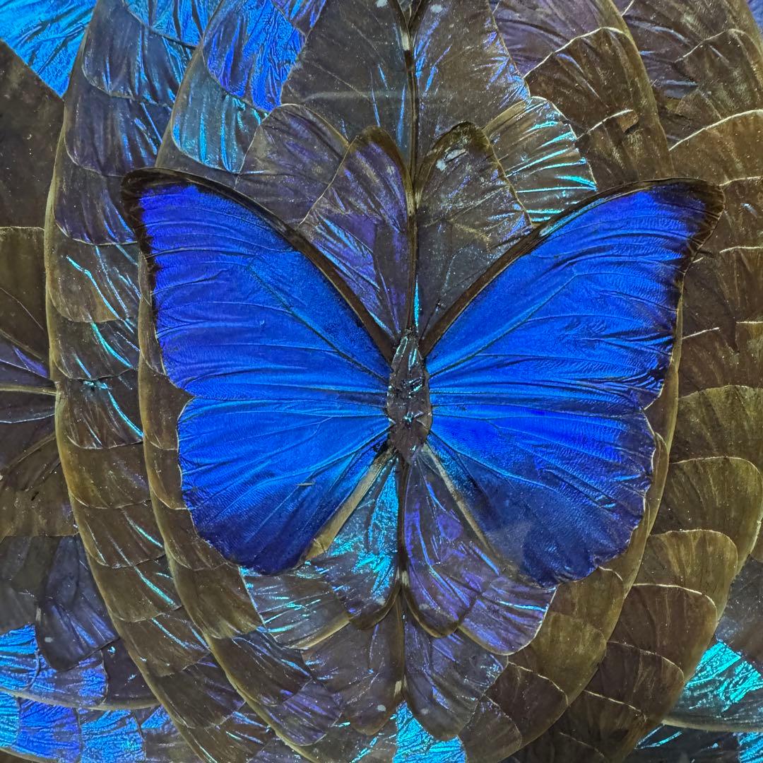 RYU【希少】額装 モルフォ蝶 羽絵 アート アンティーク インテリア