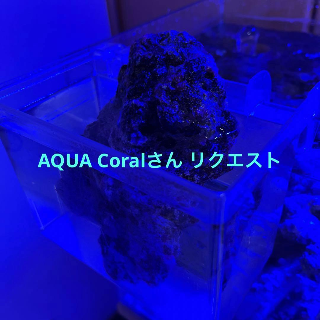 天然ライブロック　ビーフカツレツ