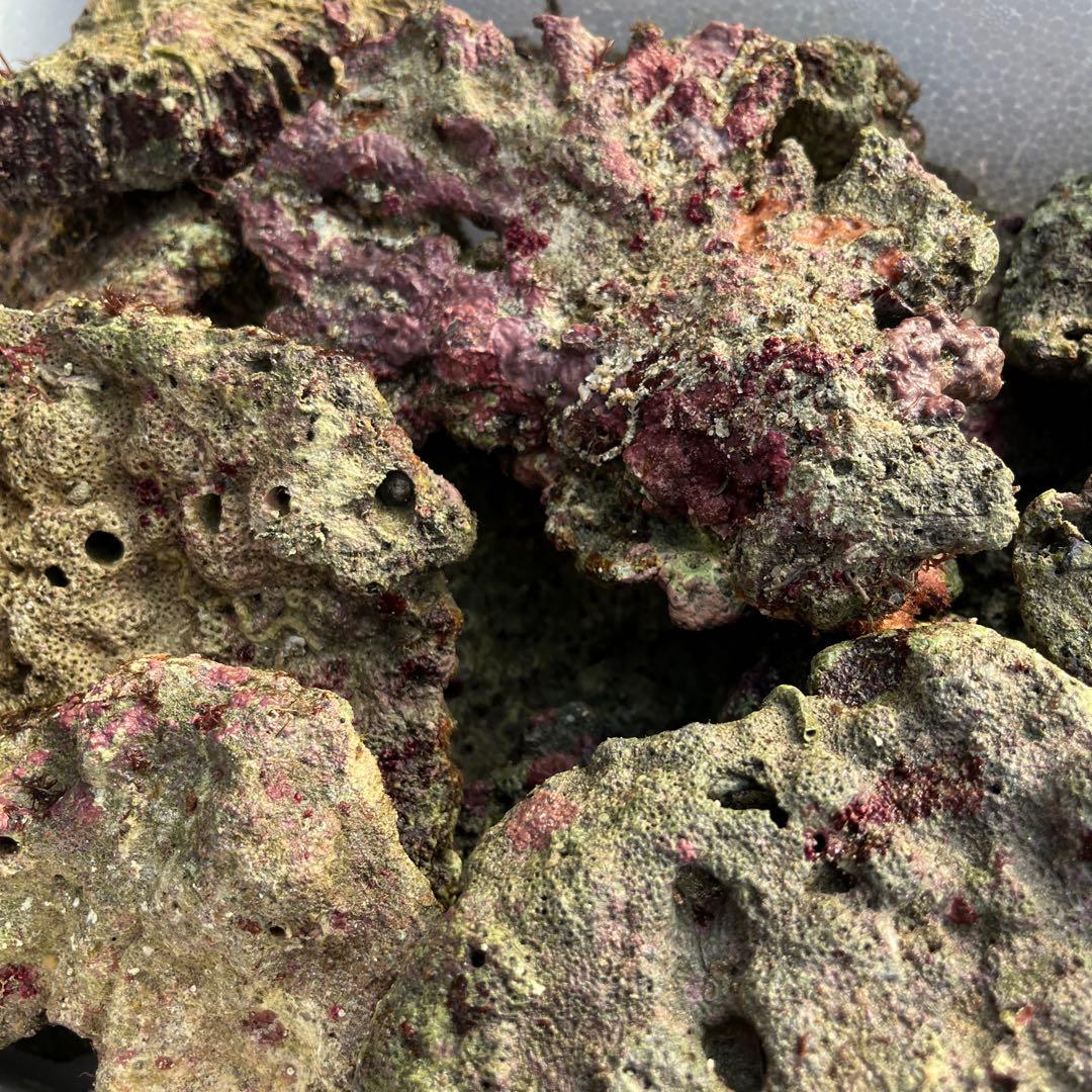 天然ライブロック　ビーフカツレツ