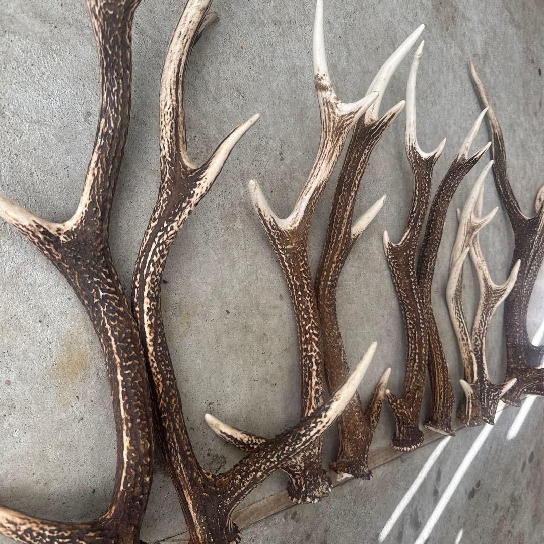 ①鹿の角セット ニホンジカ 10本