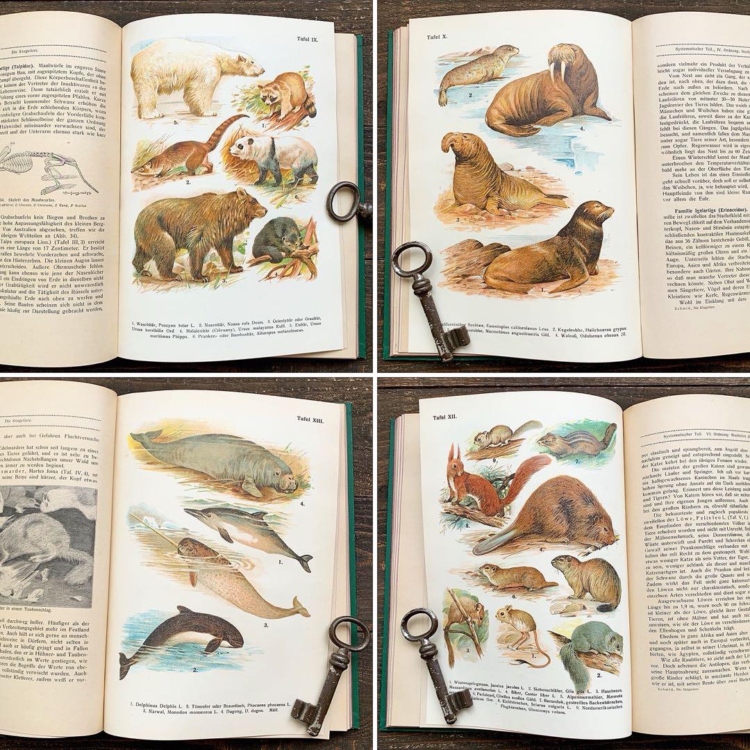 [雰囲気の動物達の絵]ドイツの古い哺乳類図鑑(1922年)/動物図鑑 雰囲気◎/