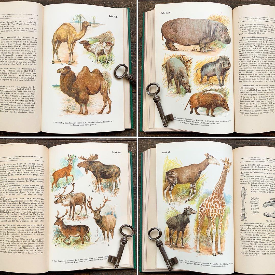 [雰囲気の動物達の絵]ドイツの古い哺乳類図鑑(1922年)/動物図鑑 雰囲気◎/