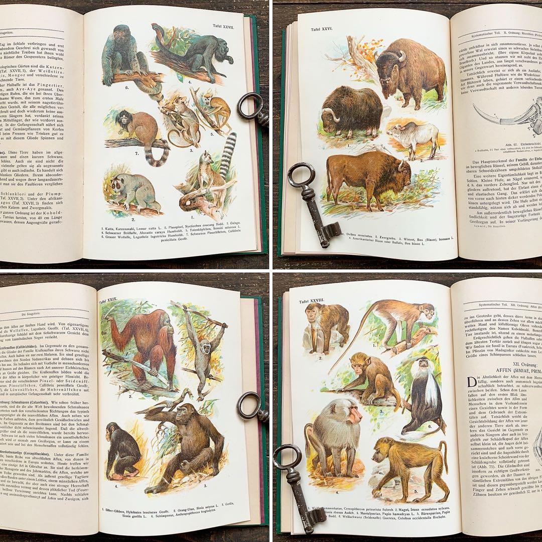 [雰囲気の動物達の絵]ドイツの古い哺乳類図鑑(1922年)/動物図鑑 雰囲気◎/