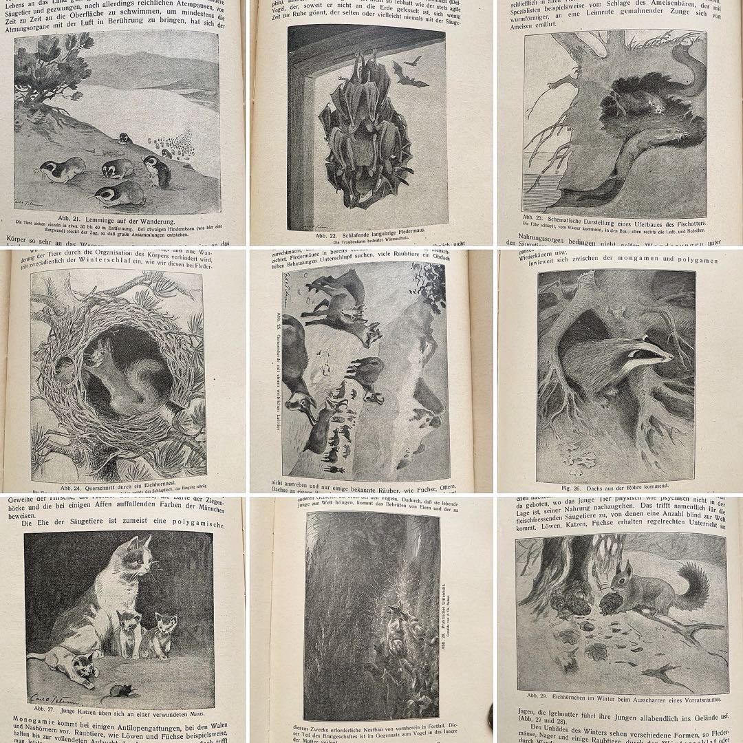 [雰囲気の動物達の絵]ドイツの古い哺乳類図鑑(1922年)/動物図鑑 雰囲気◎/