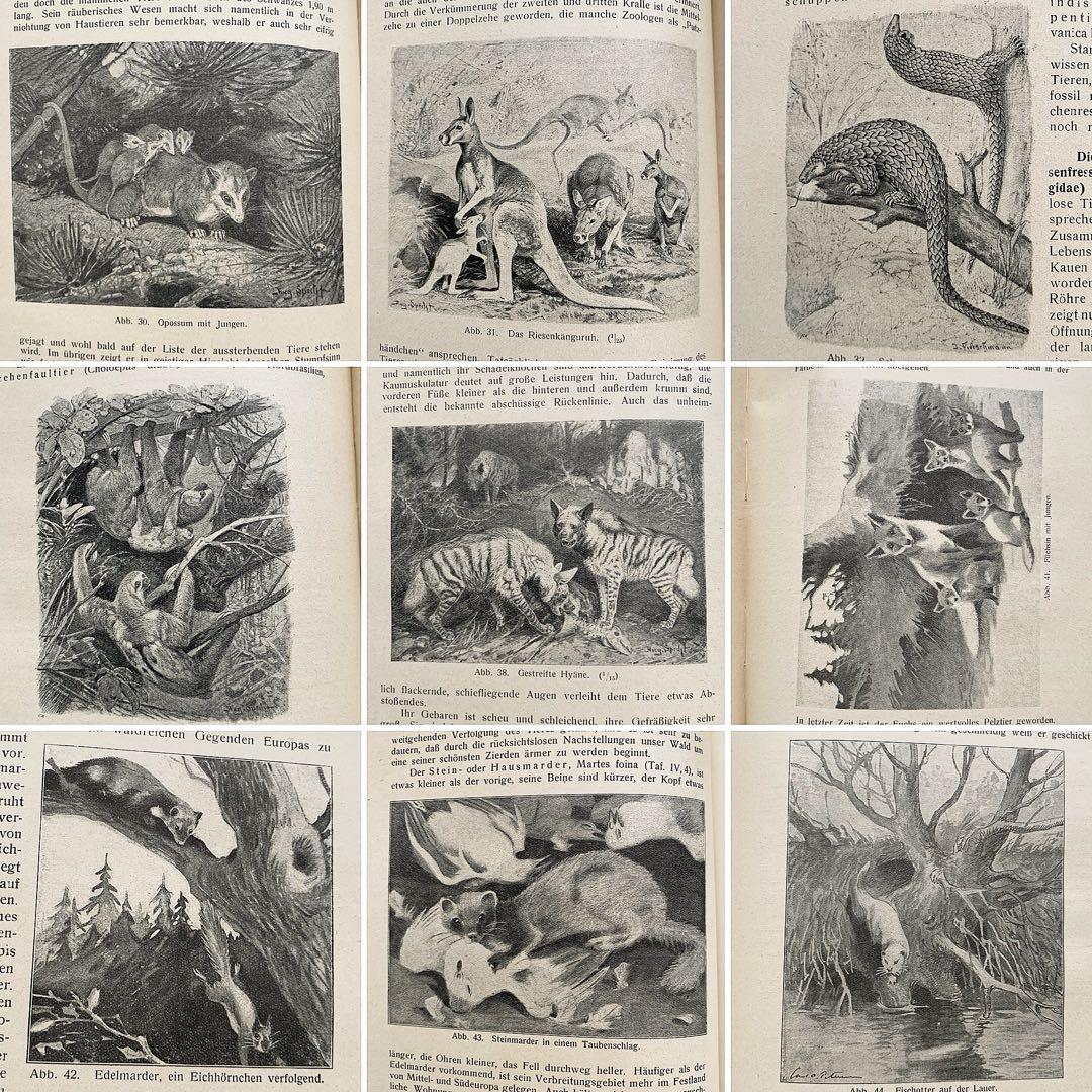 [雰囲気の動物達の絵]ドイツの古い哺乳類図鑑(1922年)/動物図鑑 雰囲気◎/