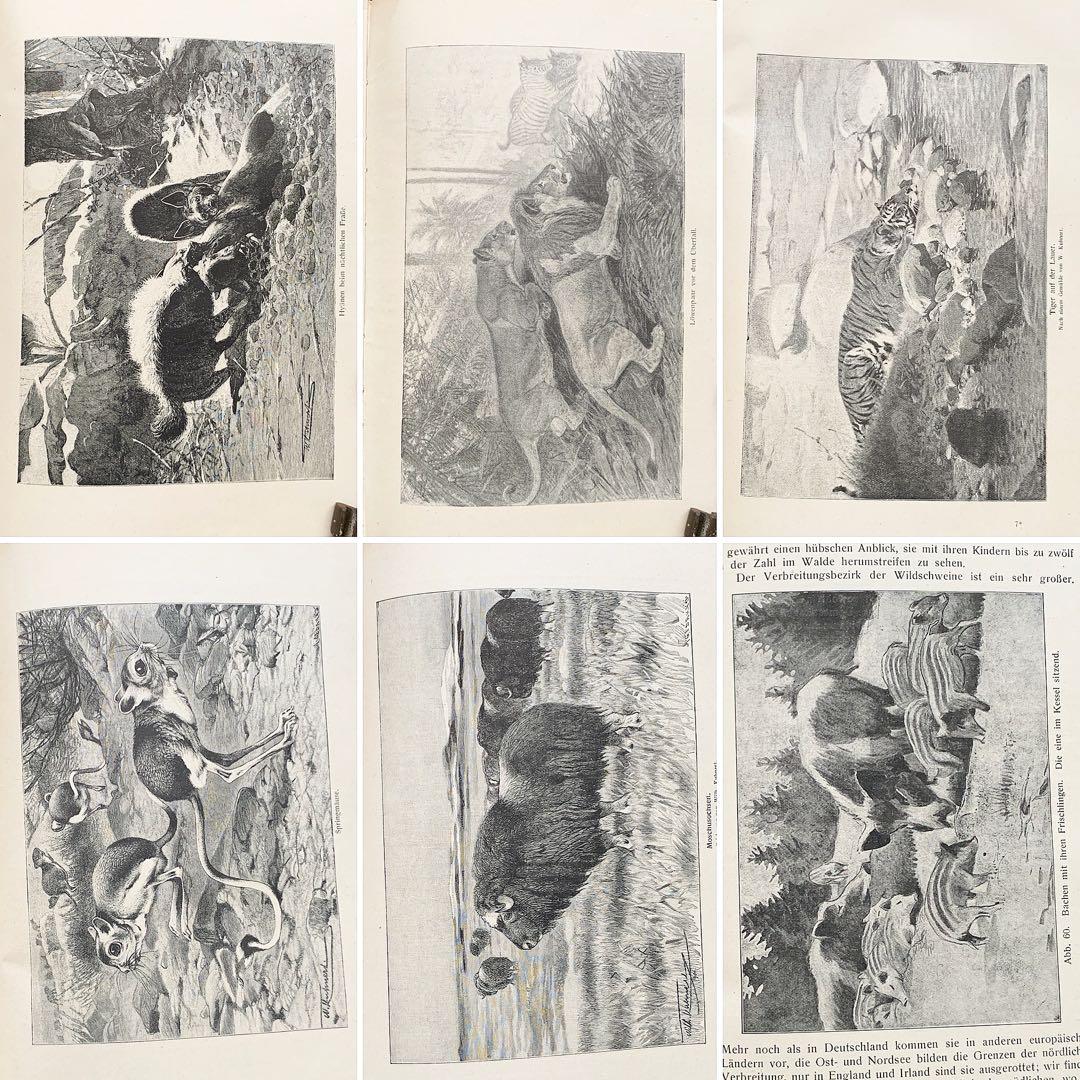 [雰囲気の動物達の絵]ドイツの古い哺乳類図鑑(1922年)/動物図鑑 雰囲気◎/