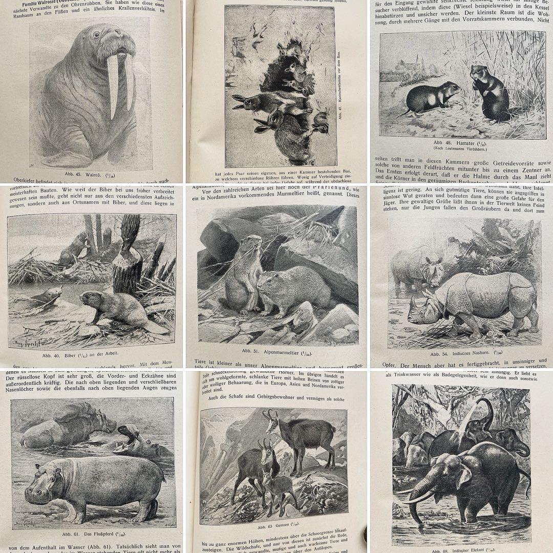 [雰囲気の動物達の絵]ドイツの古い哺乳類図鑑(1922年)/動物図鑑 雰囲気◎/
