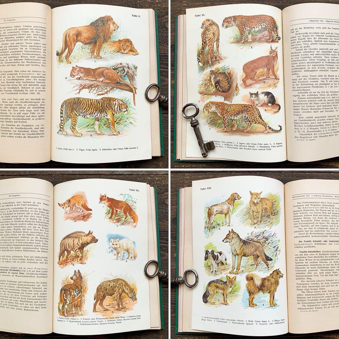 [雰囲気の動物達の絵]ドイツの古い哺乳類図鑑(1922年)/動物図鑑 雰囲気◎/