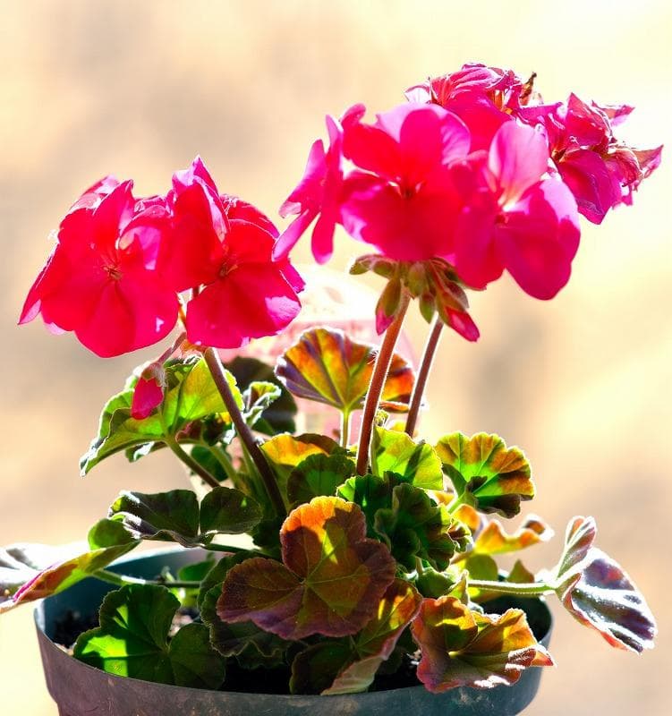 BABENG専用です。(他の方は購入不可)　VILTROX AF 85mm